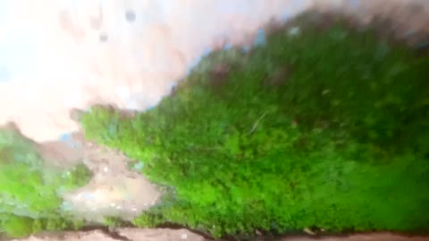 Biology & Algae & where it can be found!