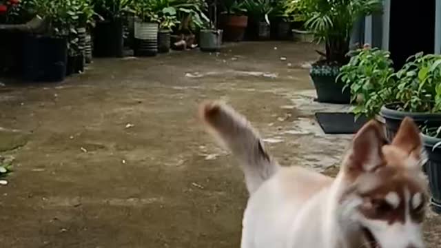 My Husky Honey training