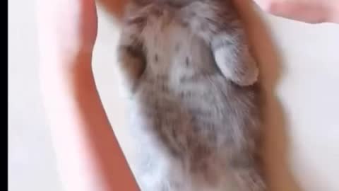 lazy kitten 🤣