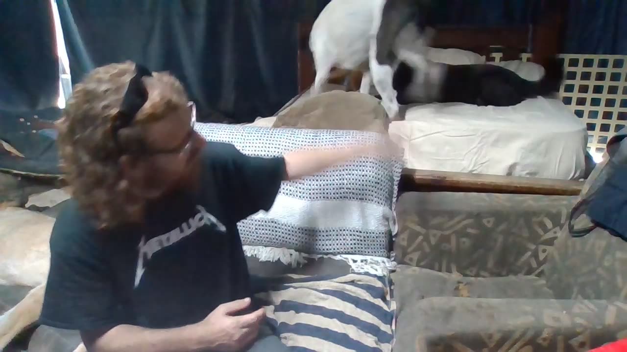 meeting Banjo + the dogs and Tail information