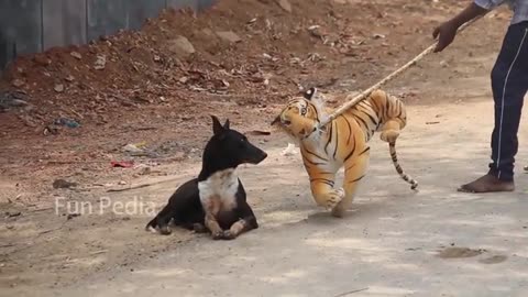 Fake Big Tiger Prank Dog Action Funny Video Can Not Stop Laugh Must Watch New Funny Comedy Video