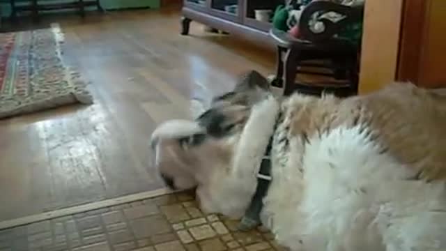 Evil kitten attacks saint bernard