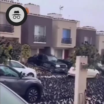 Animal can feel - something weird is going on