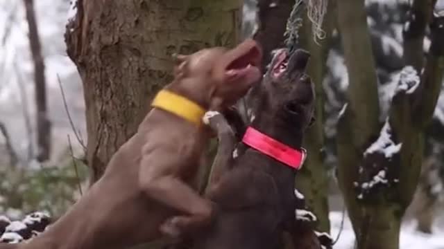 Dogs_fight_and_love_video_its time to LAUGH with Dog's Life