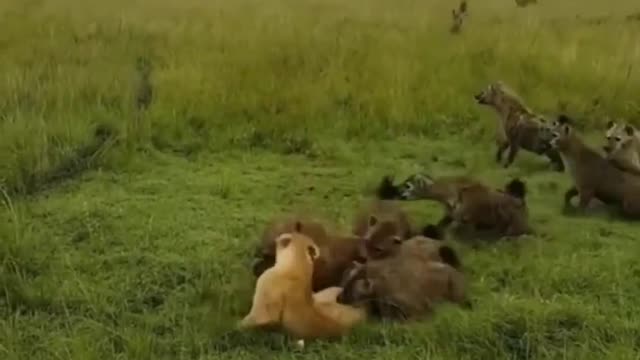 The lioness was besieged by a group of hyenas. Fortunately, reinforcements came