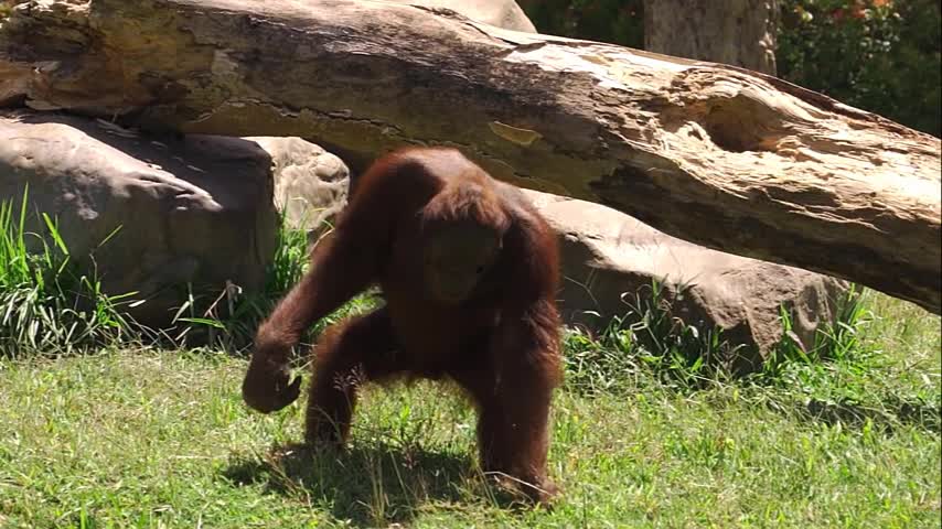 A cocky monkey woke up and went to eat