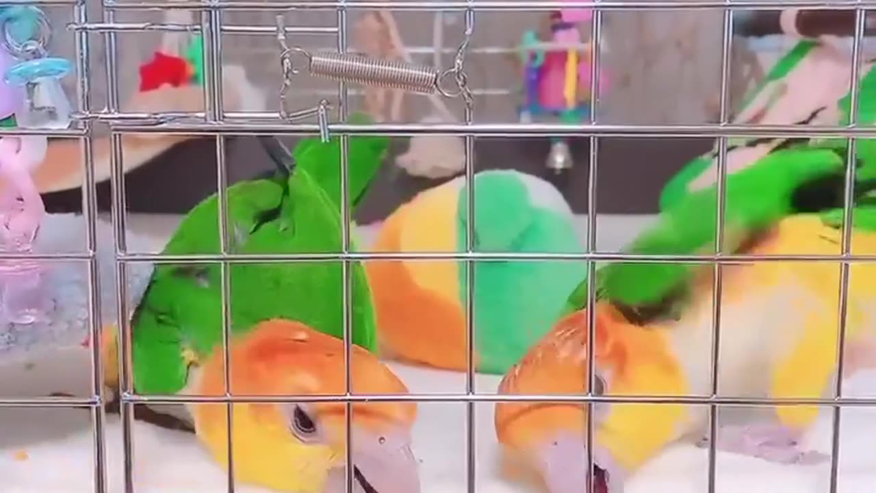 🐣 Bird's 🐣