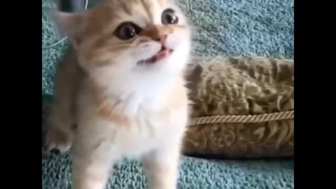 Funny cat videos 2022