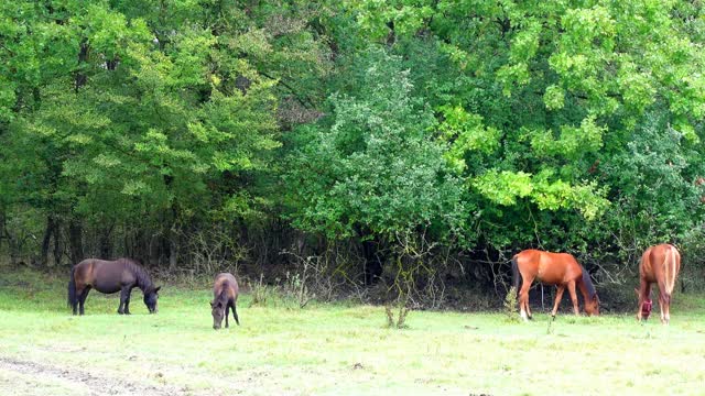 Cute And Funny Horse Videos Compilation "Little Pony in Real Life" - Soo Cute!