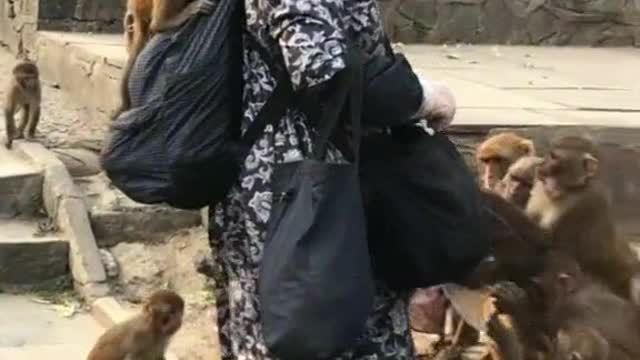 A woman with a golden heart || feeding monkey