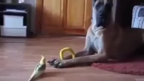 Funny Dog Great Dane vs Bird