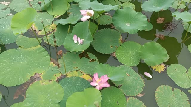 This pond is full of lotus flowers