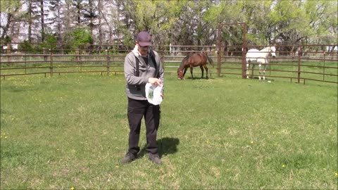 Baby Steps Horse traing pt 32