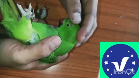 Funny parrot video•Vines best fun•amazing parrot video•