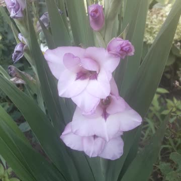 Purple gladiolus