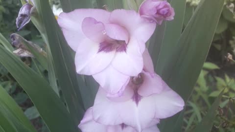 Purple gladiolus