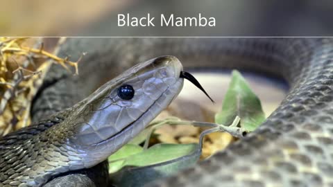 5 Most Deadliest Venomous snakes in the World