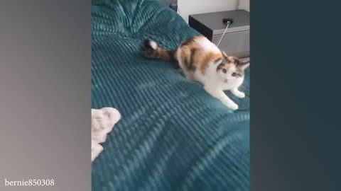 fuuny cat video