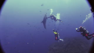 Wild Dolphin Wants Tummy Scratched By Scuba Divers