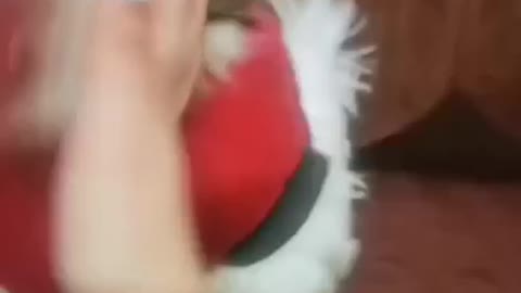 Dog wants to bite