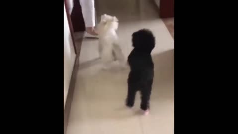 Funny dog walking with shoes , funny animals videos,