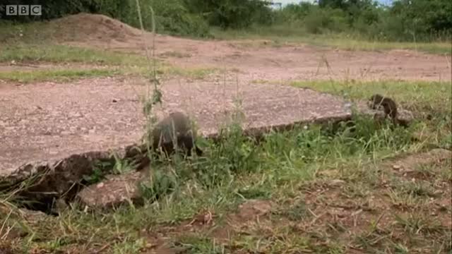 The Chase is on! | Banded Brothers (The Mongoose Mob) | BBC Earth