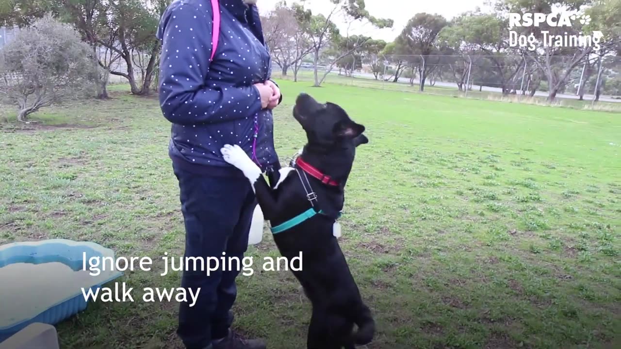 2 easy steps to prevent your dog jumping up