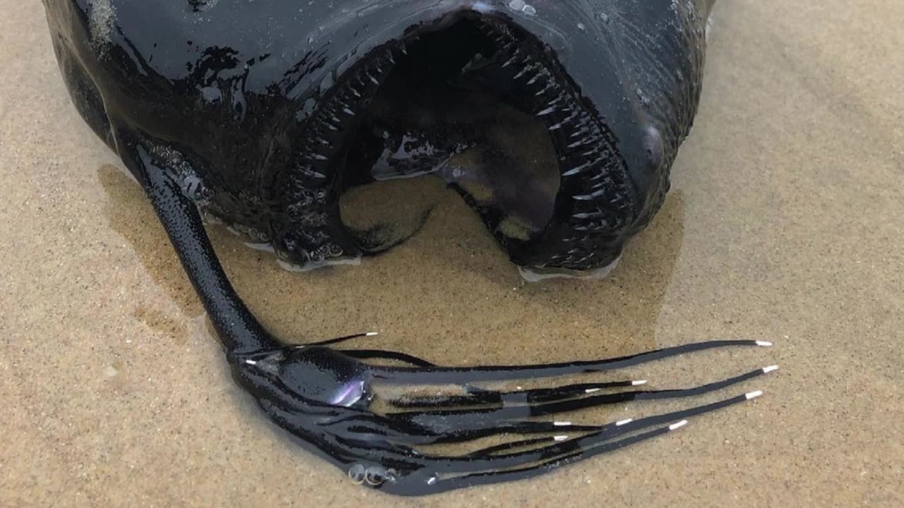 Caught on Camera 2023 - Beach Goers Find Sea Monster on Shore