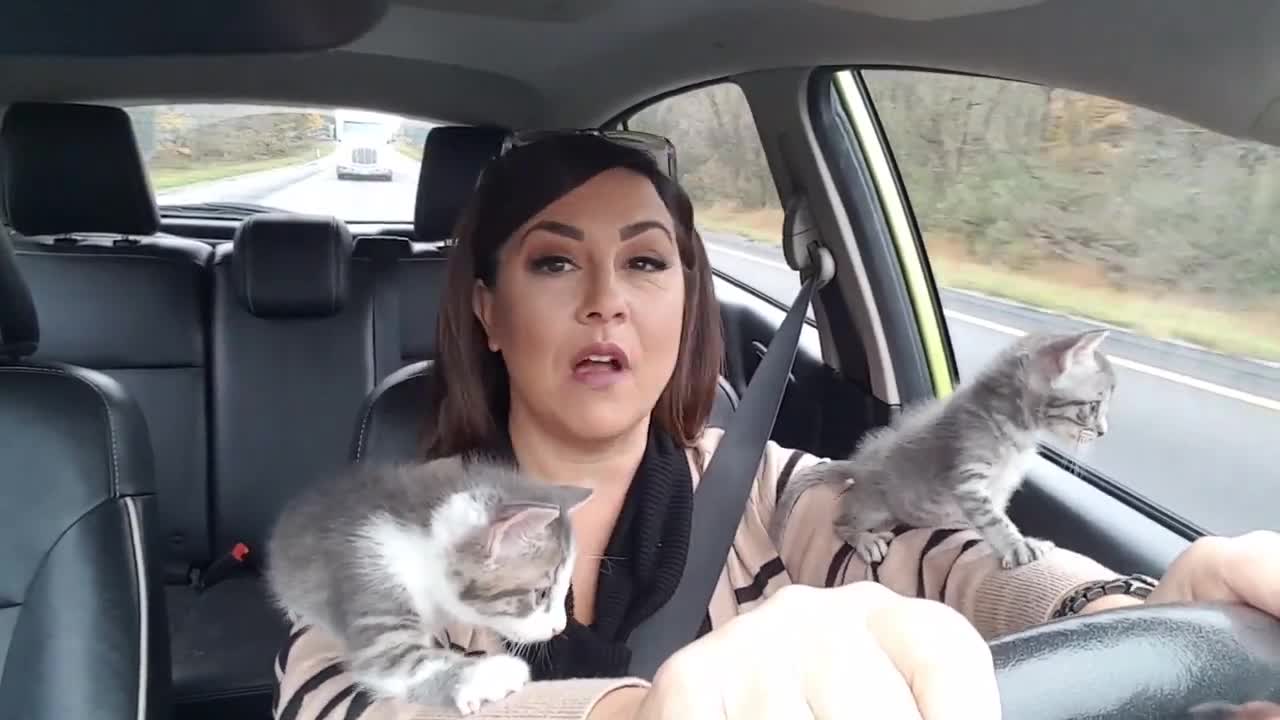 Kittens & Cars Super late video