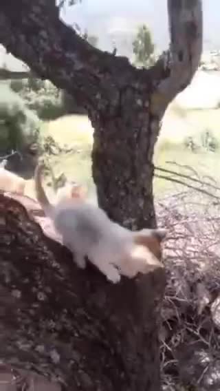 Cat 🐈cat🐈 chat 🐈chat🐈