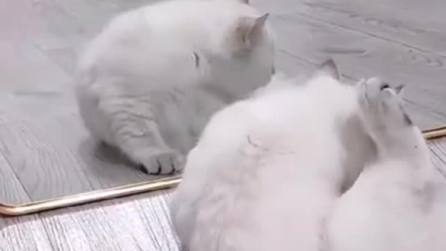 When the cat saw itself in the mirror