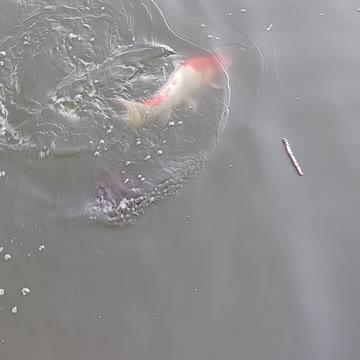 Giant koi