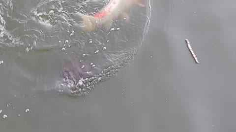 Giant koi