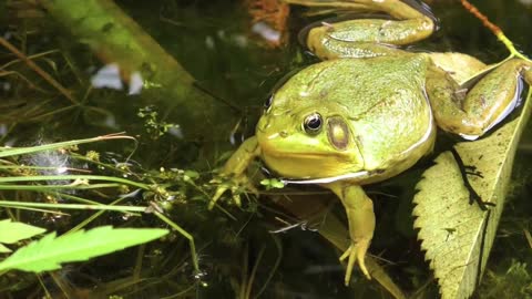 A beautiful frog.