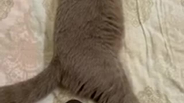 This Beautiful Kitten Cute Cat Is Scared From His Sound | Funny Cats Video 💙😗😂