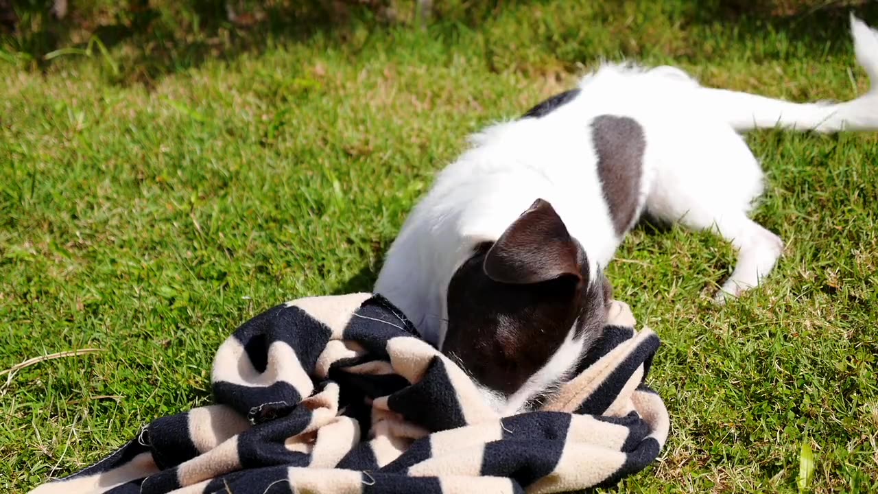 Playful Dog Finds Fun with Everything It Sees!