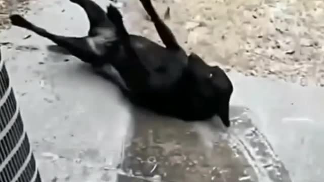 Weeeeeeeeee weeeeeee