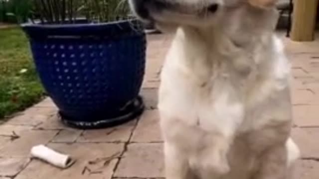 Butterfly gently lands on Golden Retriever's nose👏🏽
