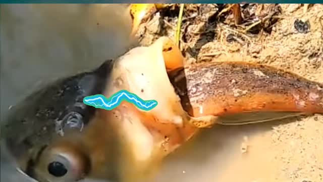 Electric eel