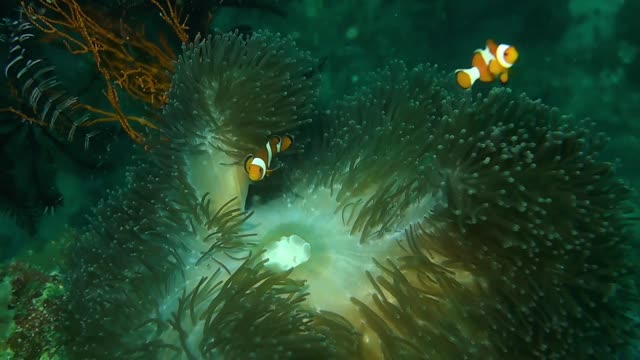 FUNNY FISH