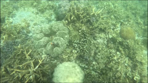 Snorkeling Adventures Philippines. Clownfish are so amazing to watch