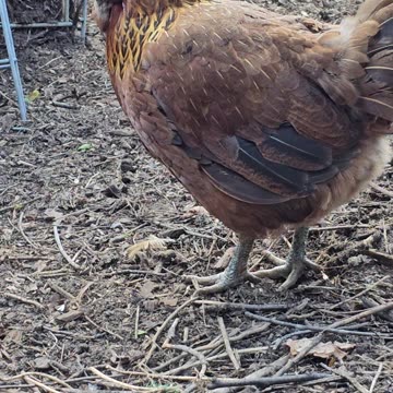 OMC! Brownie cleans her beak and looks beautiful while angry bird sounds are heard..