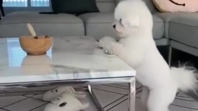 Fun dog Animals4World