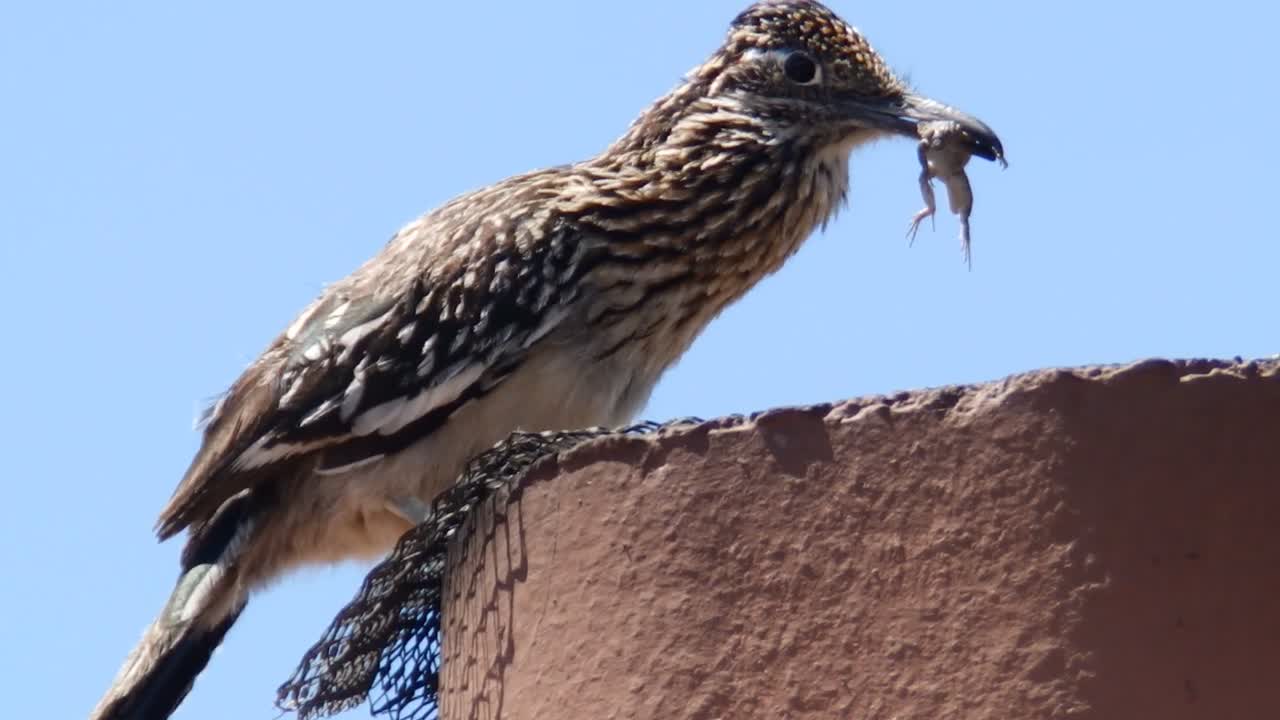 About the Road runner who comes to hunt his food.