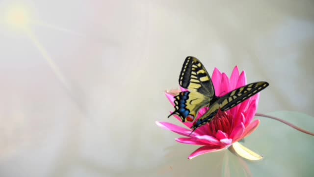 Butterfly Papillio machaon