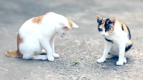 Funny Cat Cleaning Face # shorts