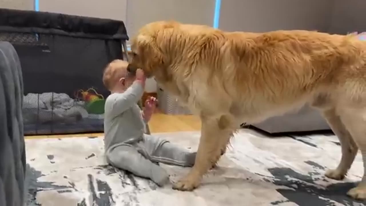 Adorable Baby Boy Loves His Golden Retriever Pup! (Cutest Ever!!)