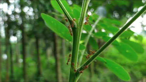 Ants satisfying video | ants on tree