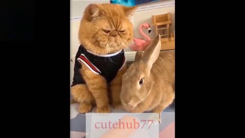 Cutest baby animals Videos