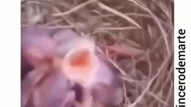 little bird singing meme